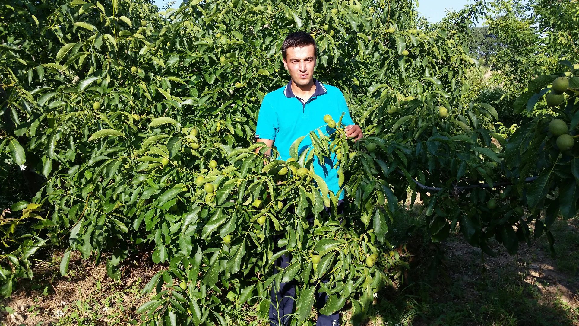 Yenice Fidan Galeri 2