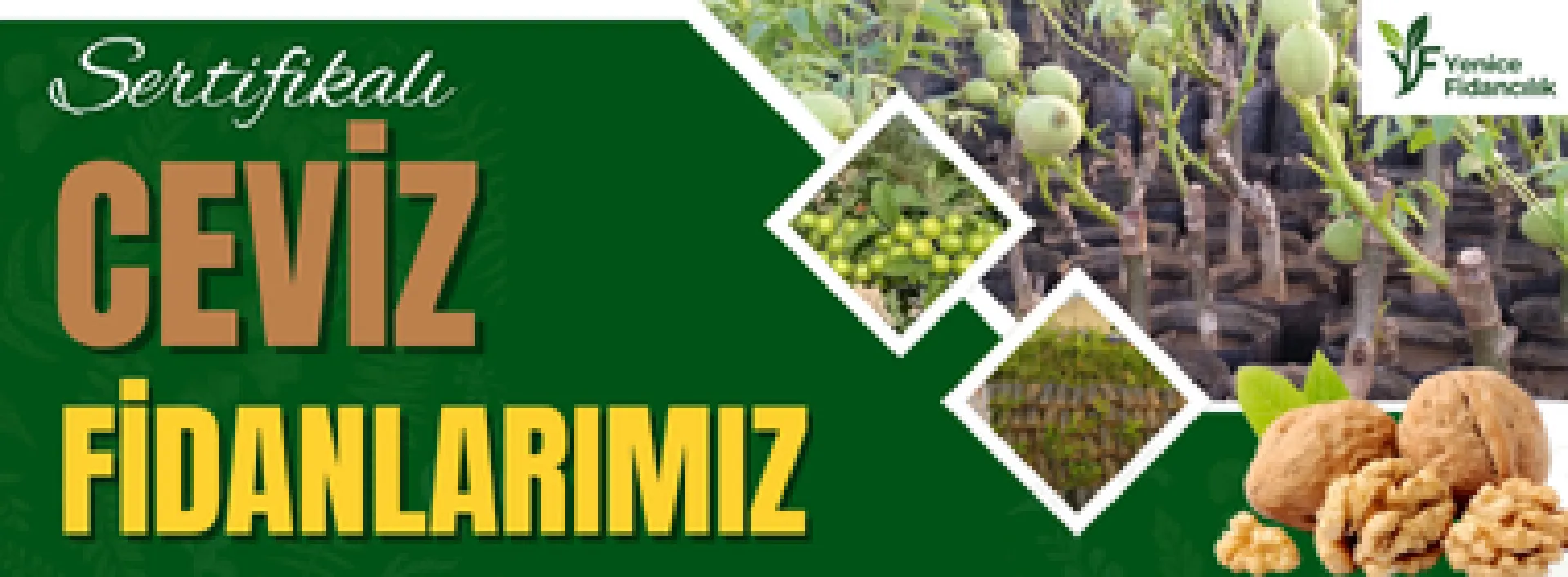 Ceviz Fidanları
