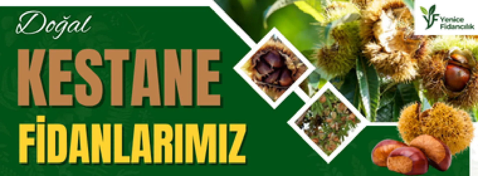 Kestane Fidanları