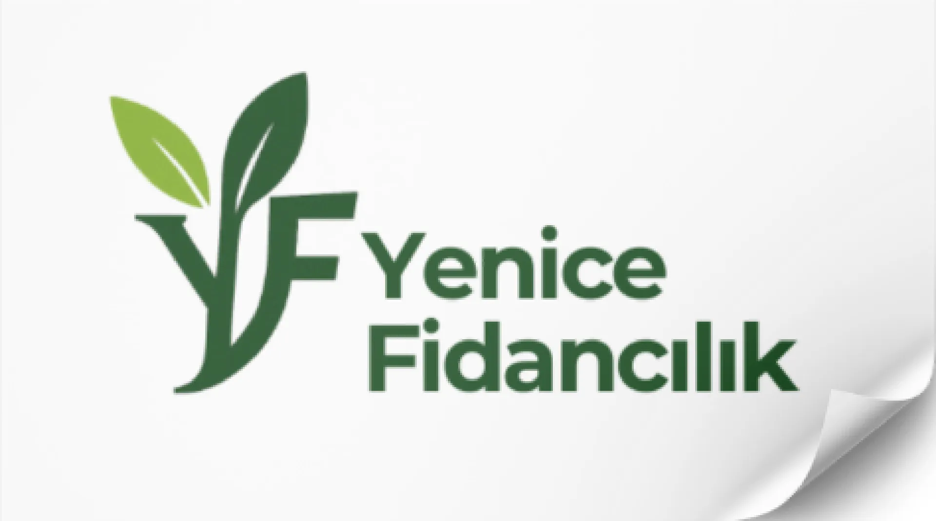 FERNETTE CEVİZ FİDANI