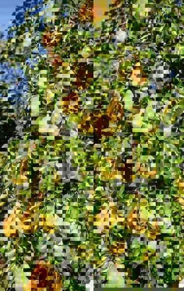 Meyve Fidanı Dikimi: Başlangıç Rehberi