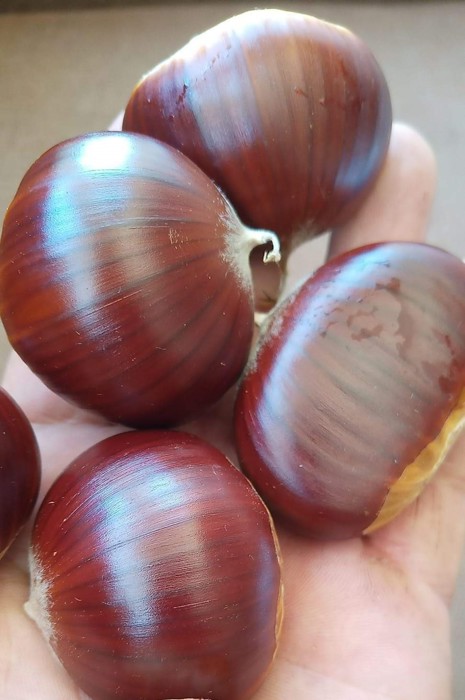 AŞILI KESTANE FİDANLARI