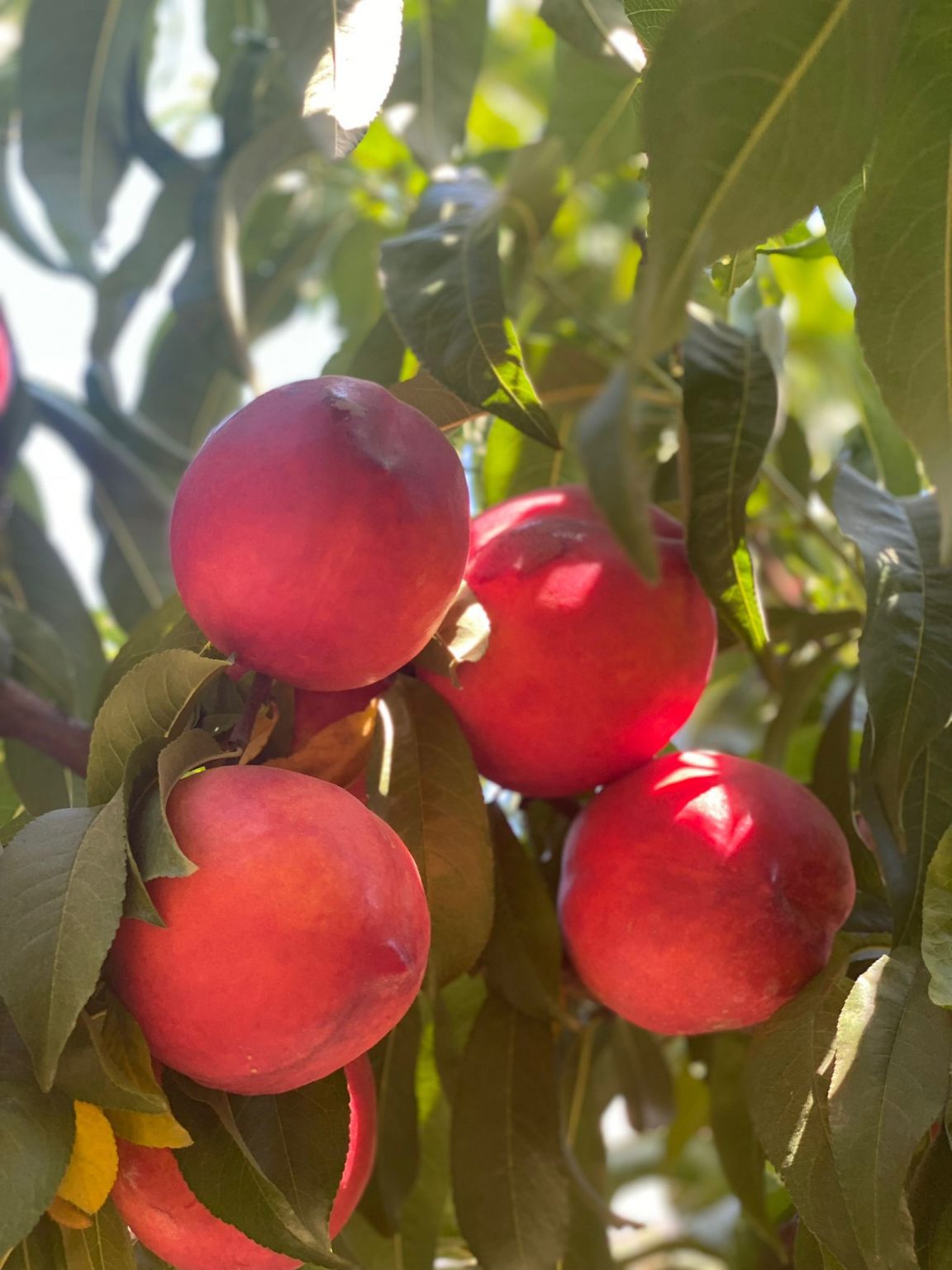 AMİGA NEKTARİN FİDANI 3 YAŞLI TÜPLÜ