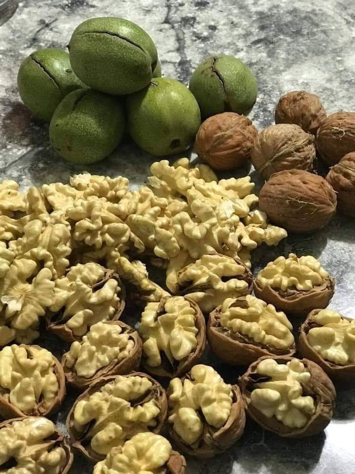 FERNETTE CEVİZ FİDANI